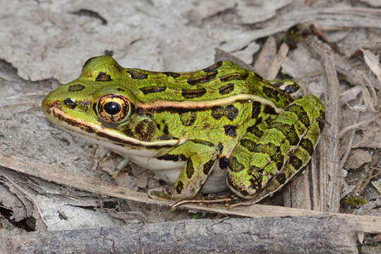 Image of Northern Leopard Frog