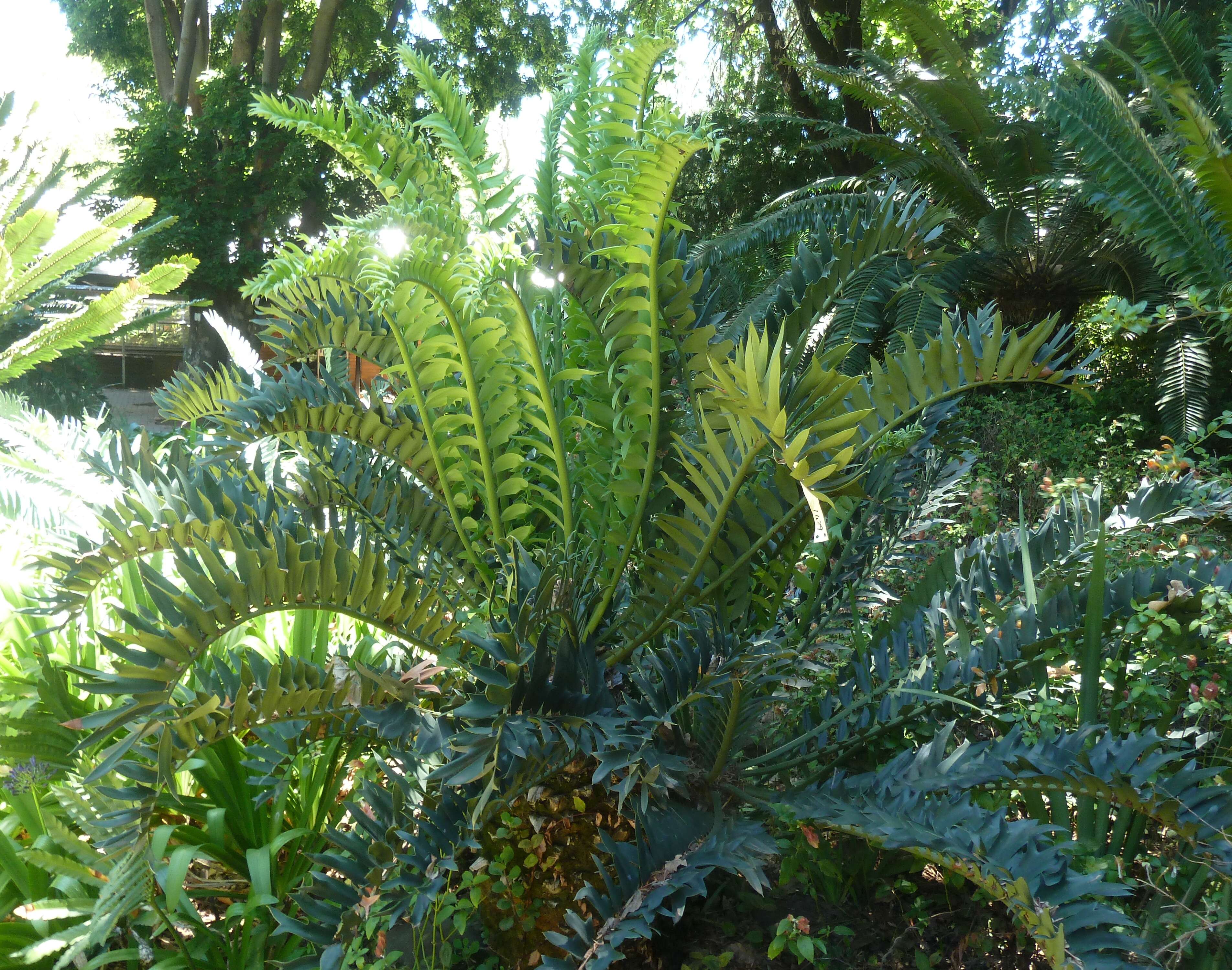 Image of Alexandria Cycad