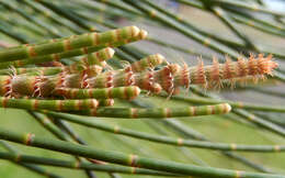 Image of Allocasuarina portuensis L. A. S. Johnson