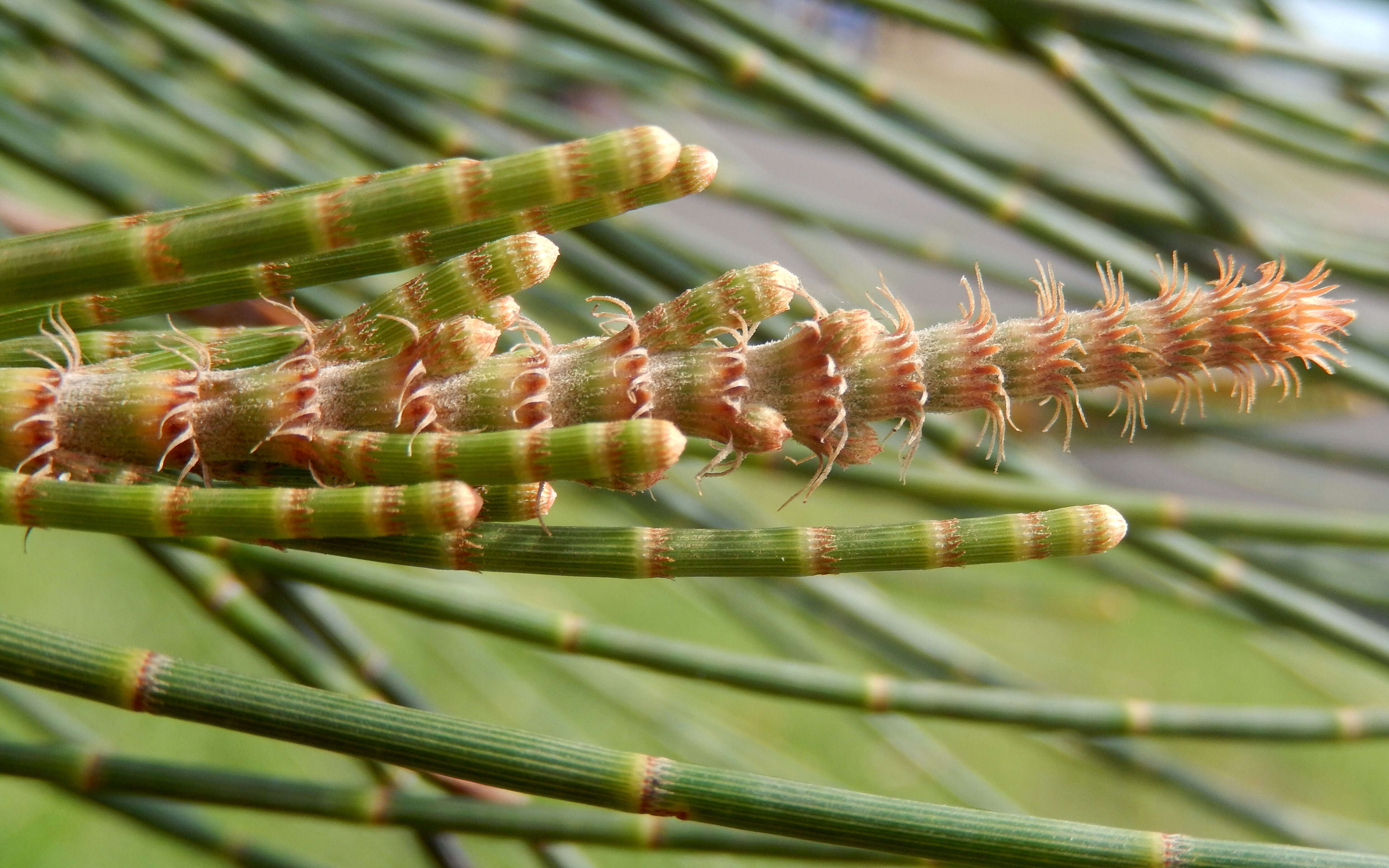 Image of Allocasuarina portuensis L. A. S. Johnson