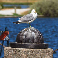 Image of California Gull