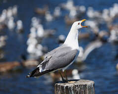 Image of California Gull