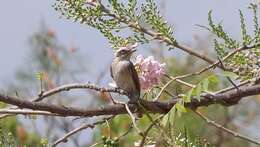 Tephrodornis pondicerianus (Gmelin & JF 1789)的圖片