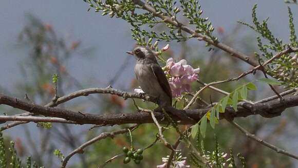 Слика од Tephrodornis pondicerianus (Gmelin & JF 1789)