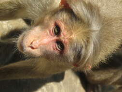 Image of Bonnet Macaque