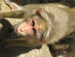 Image of Bonnet Macaque