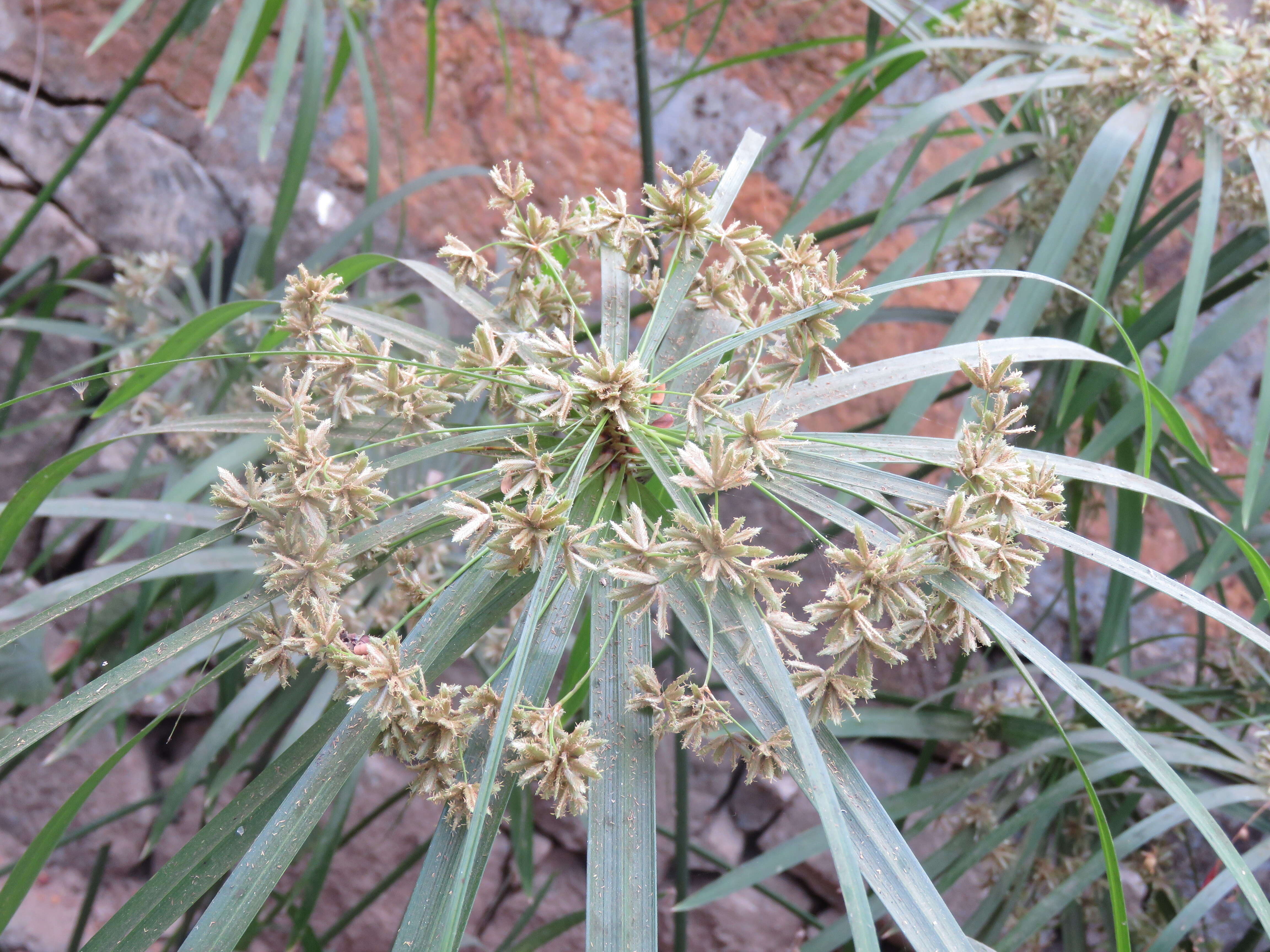 Sivun Cyperus alternifolius L. kuva