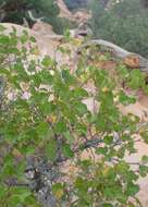 Image of fragrant sumac