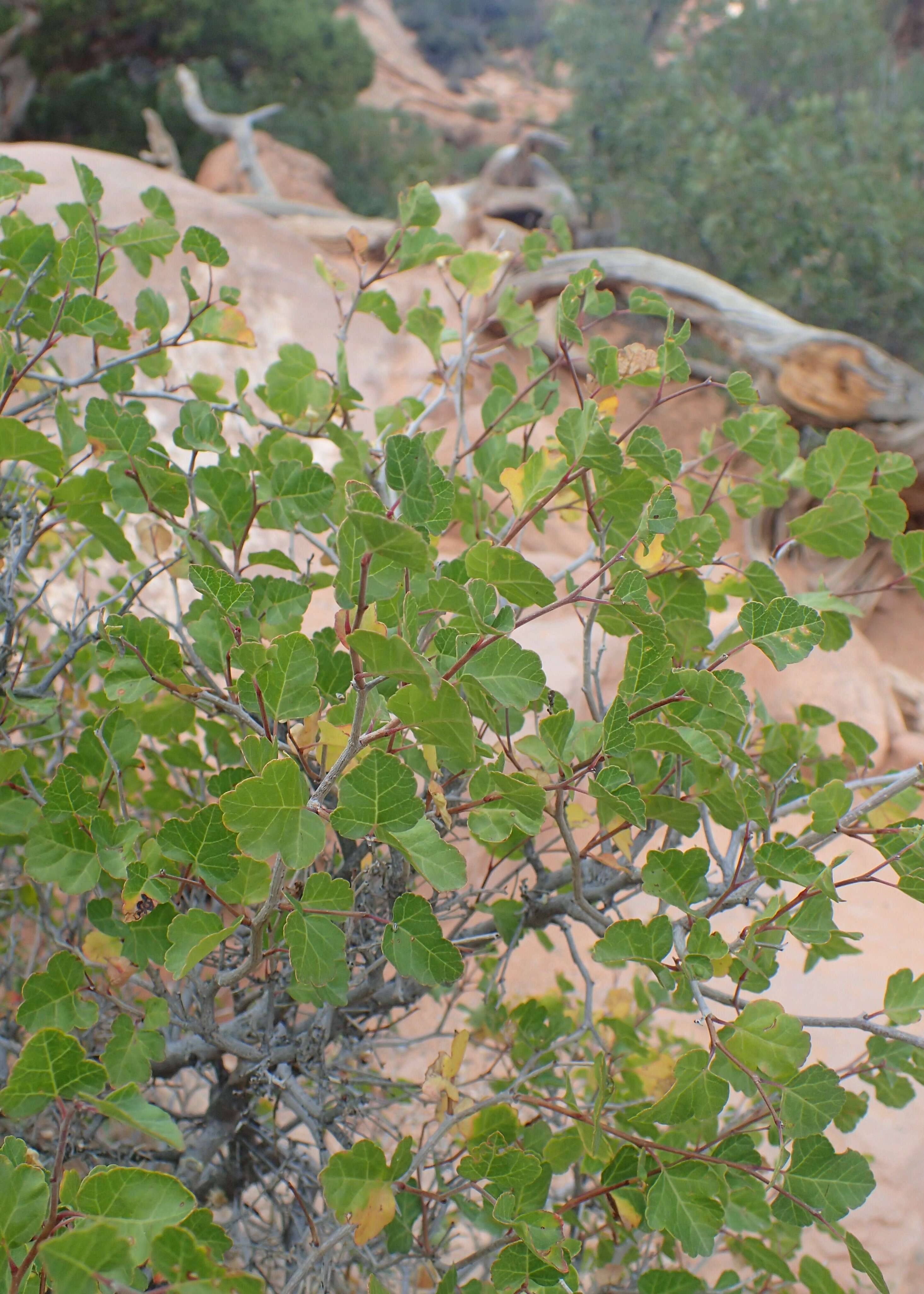 Image of fragrant sumac