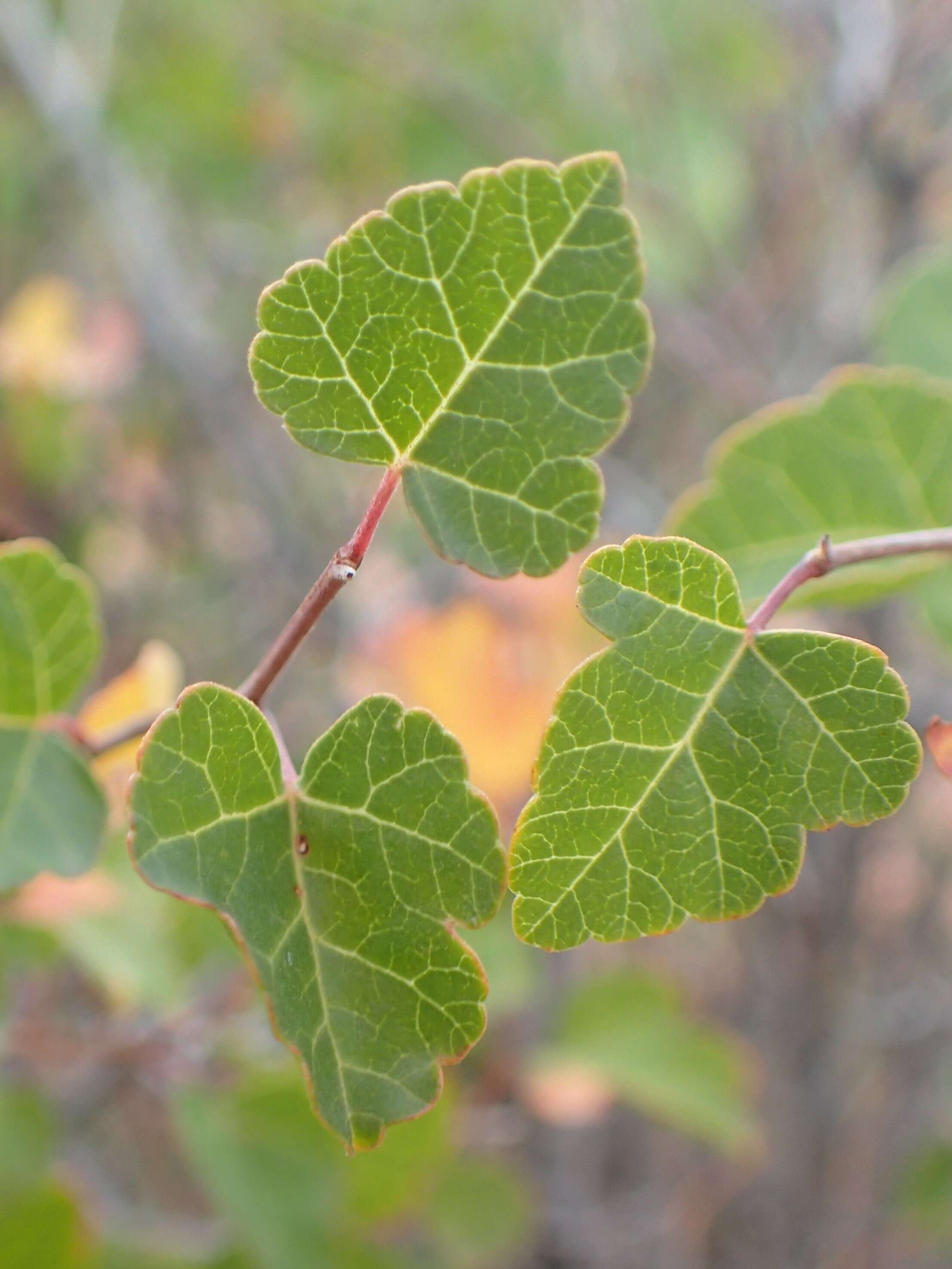 Image of fragrant sumac