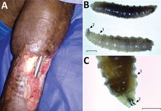 Image of Cochliomyia hominivorax Coquerel 1858