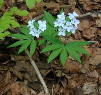 Image of Pinnate Coralroot