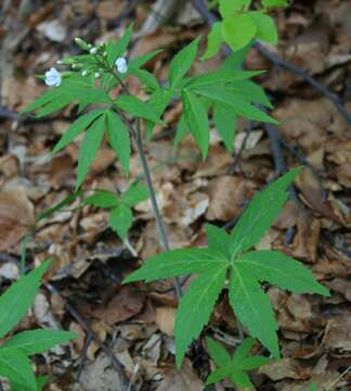 Image of Pinnate Coralroot