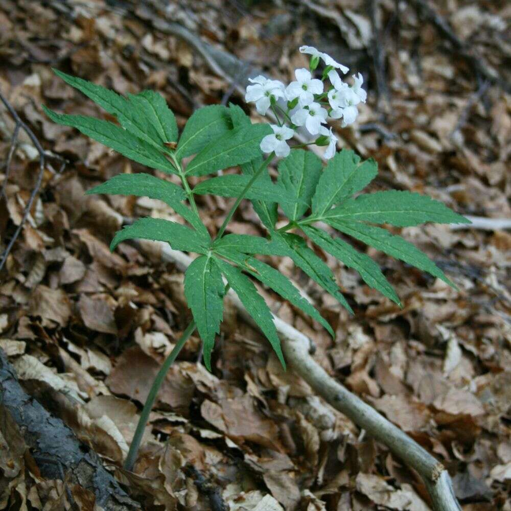 Image of Pinnate Coralroot