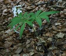 Image of Pinnate Coralroot