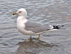 Image of Ring-billed Gull