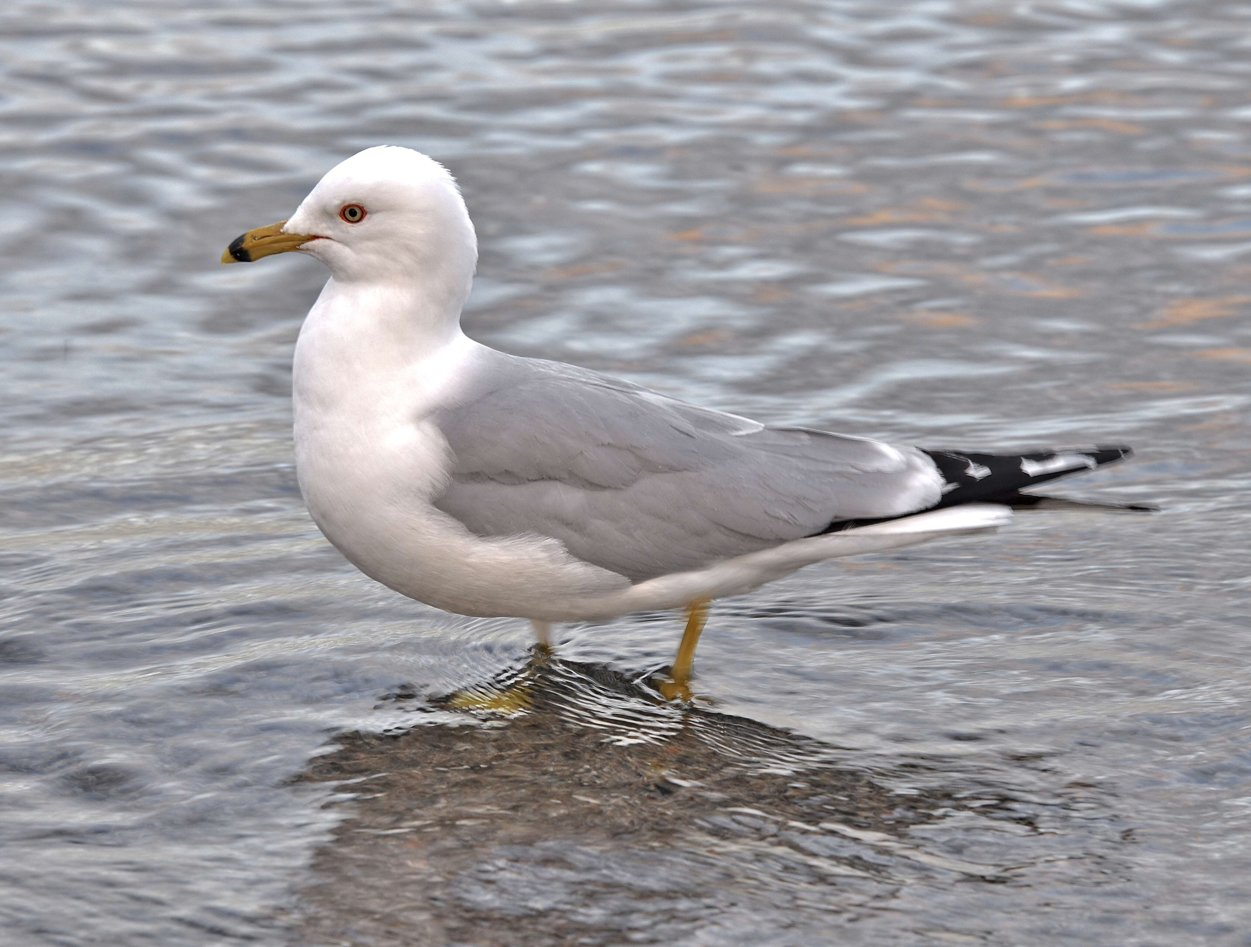 Image of Ring-billed Gull