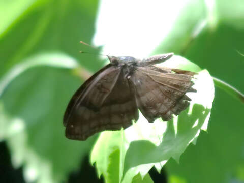 Image of chocolate pansy