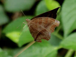 Image of chocolate pansy