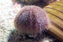 Image of Edible sea urchin