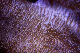 Image of Stony coral