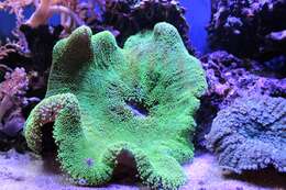Image of Montipora coral