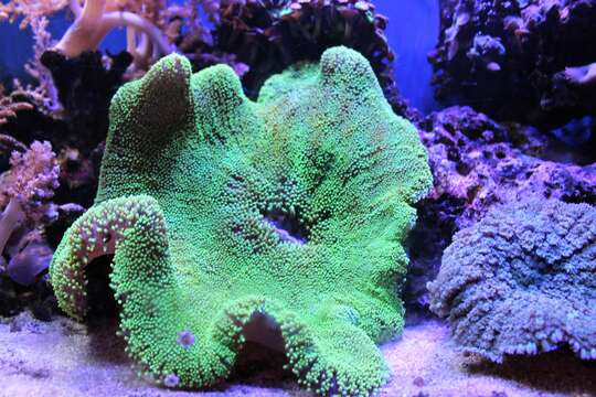 Montipora capricornis Veron 1985的圖片