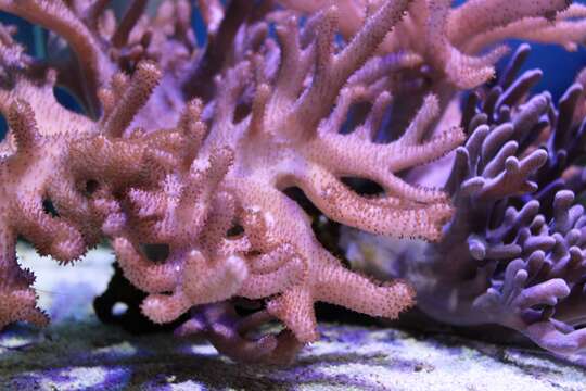 Image of Smooth Cauliflower Coral