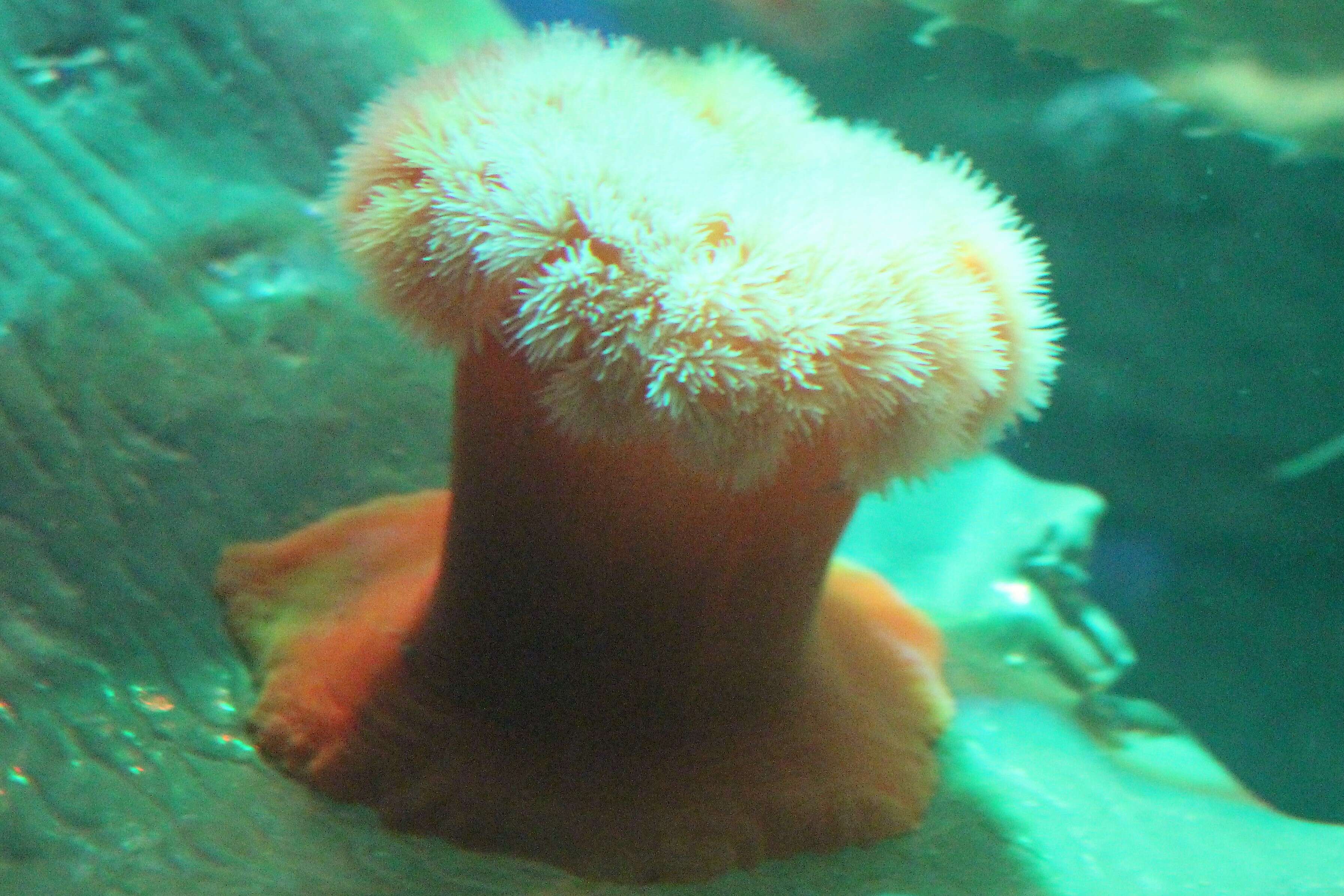 Image of Northern red anemone