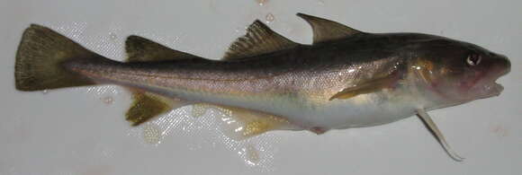 Image of Atlantic Tomcod