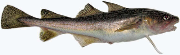 Image of Atlantic Tomcod