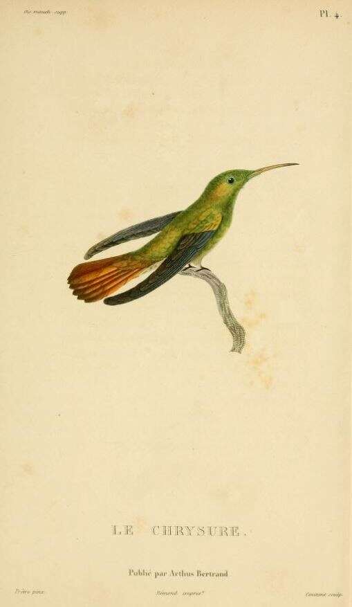 Image of Gilded Hummingbird