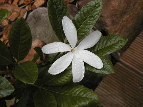 Image of Gardenia scabrella Puttock