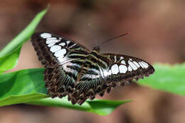 Imagem de Parthenos sylvia