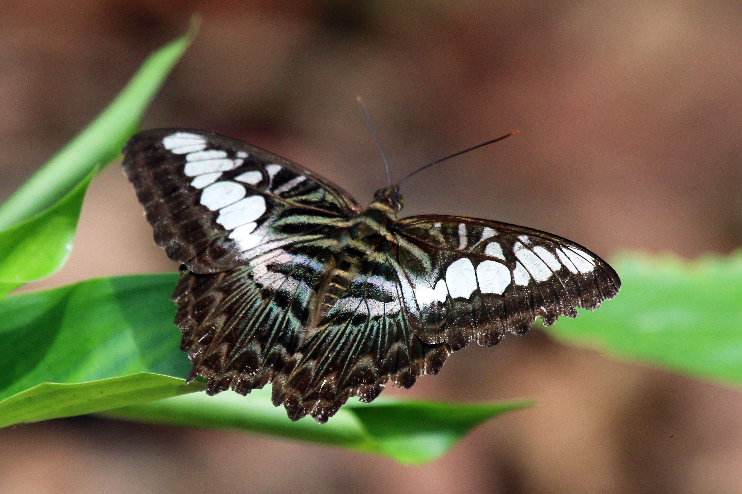 Imagem de Parthenos sylvia