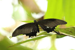 Sivun Papilio iswara White 1842 kuva