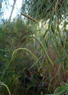 Слика од Paspalum dilatatum Poir.