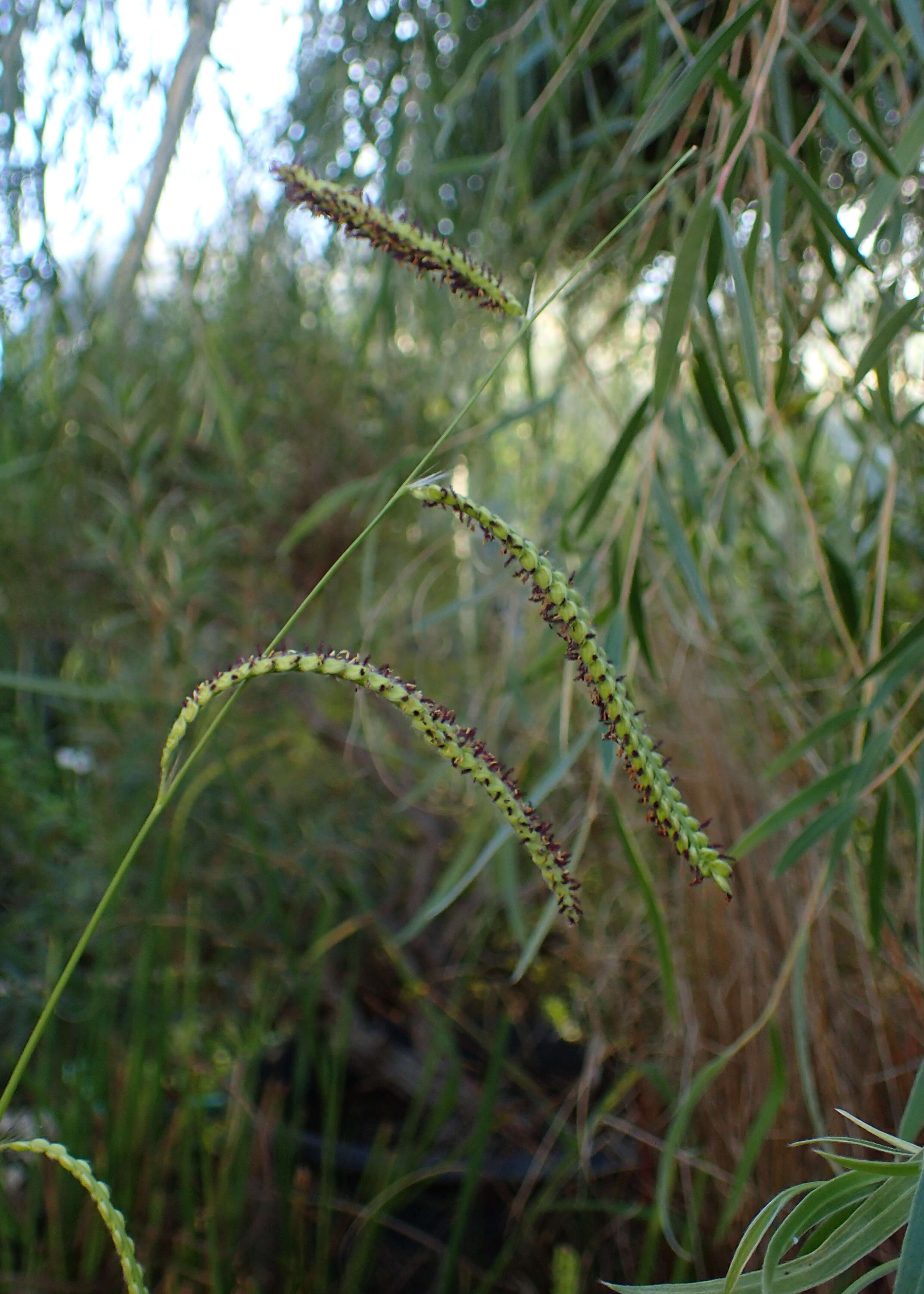 Слика од Paspalum dilatatum Poir.