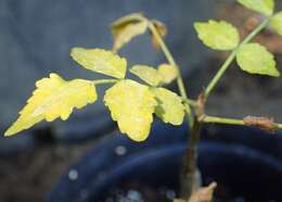 Image of fragrant bursera