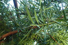 Image of shrubby yellowcrest