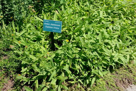 Слика од Arnica chamissonis Less.