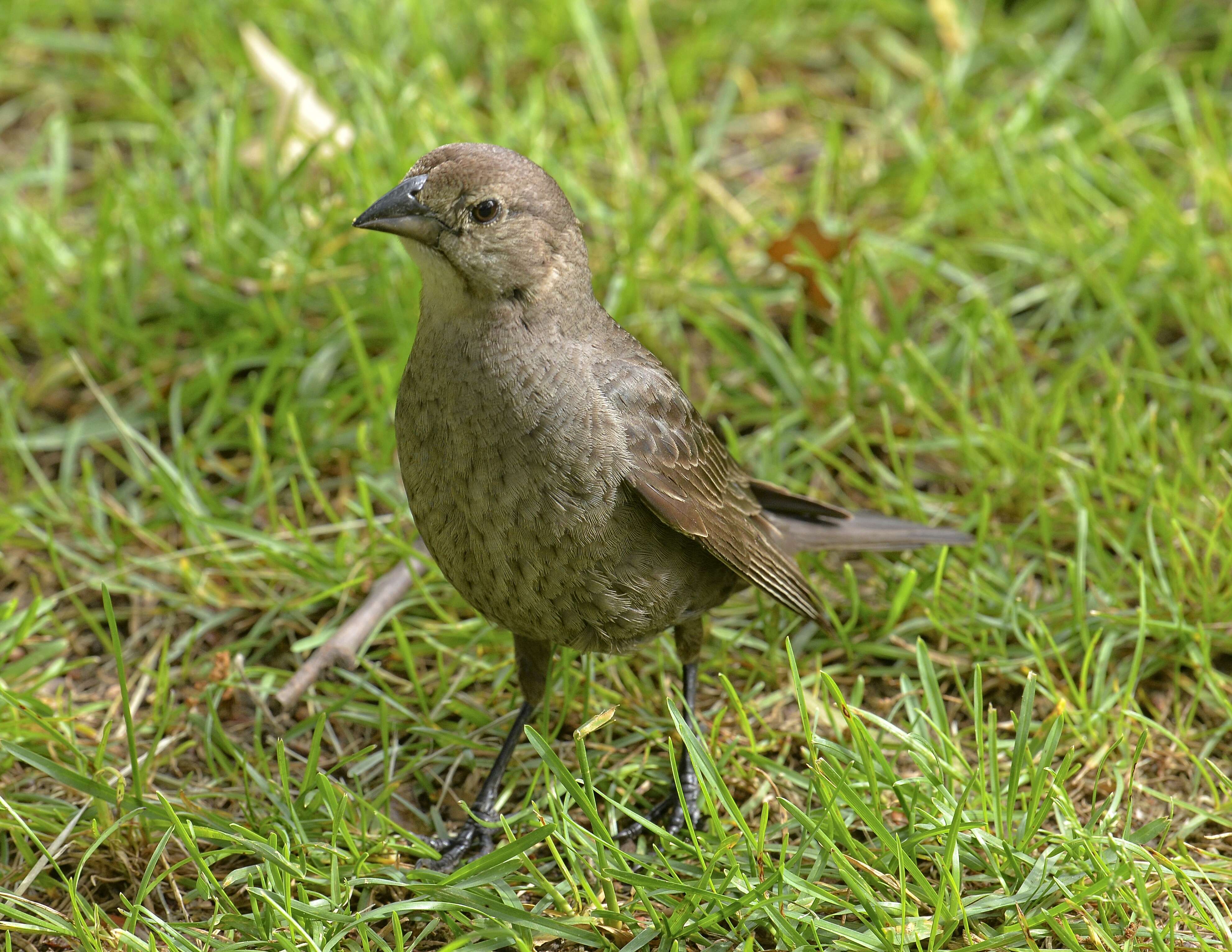 Image of Brown-headed Cowbird