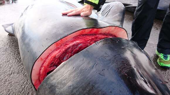 Image of Atlantic Pilot Whale