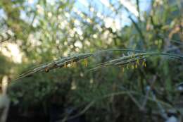 صورة Bothriochloa bladhii (Retz.) S. T. Blake