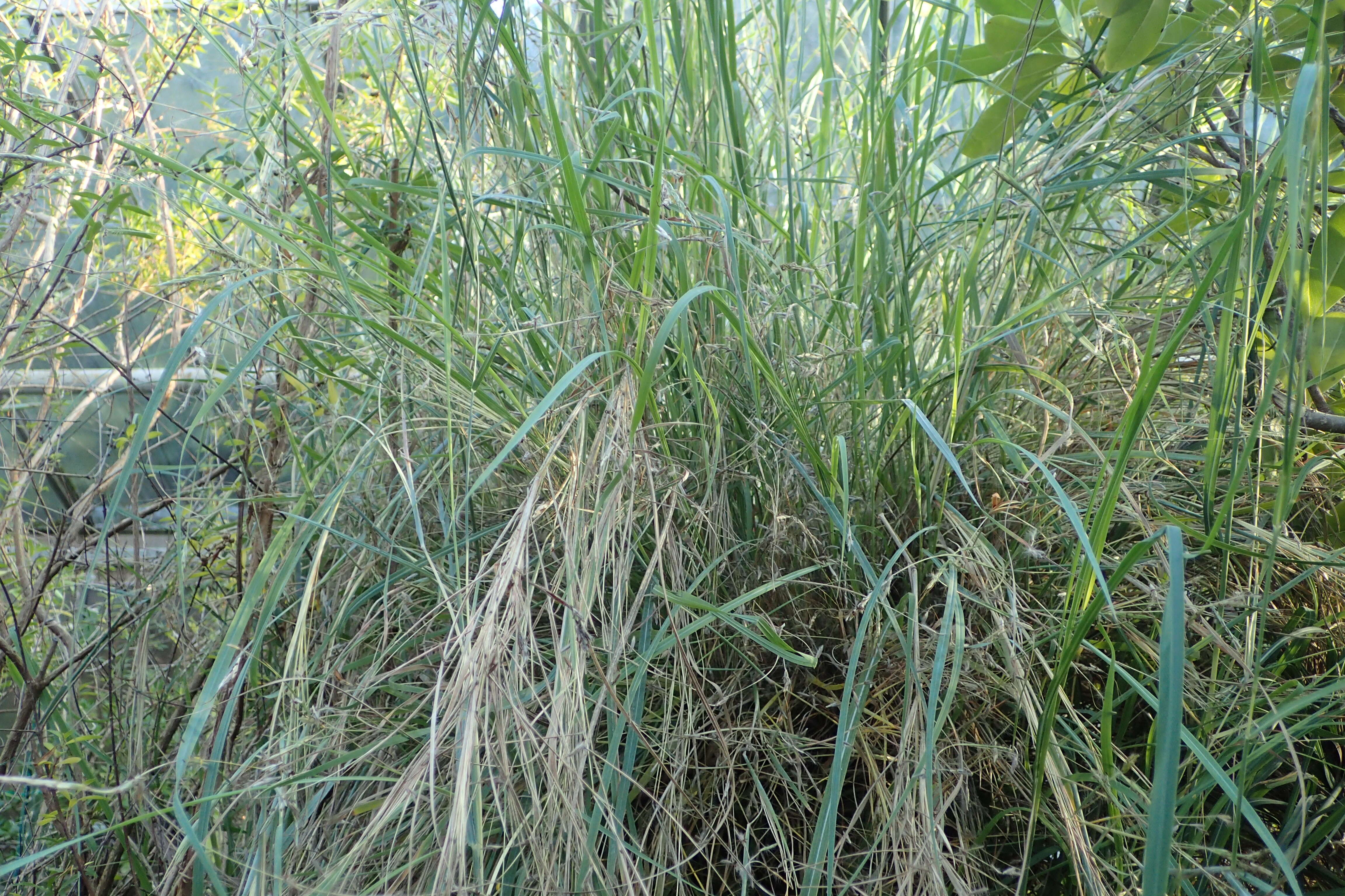 Image of Caucasian bluestem