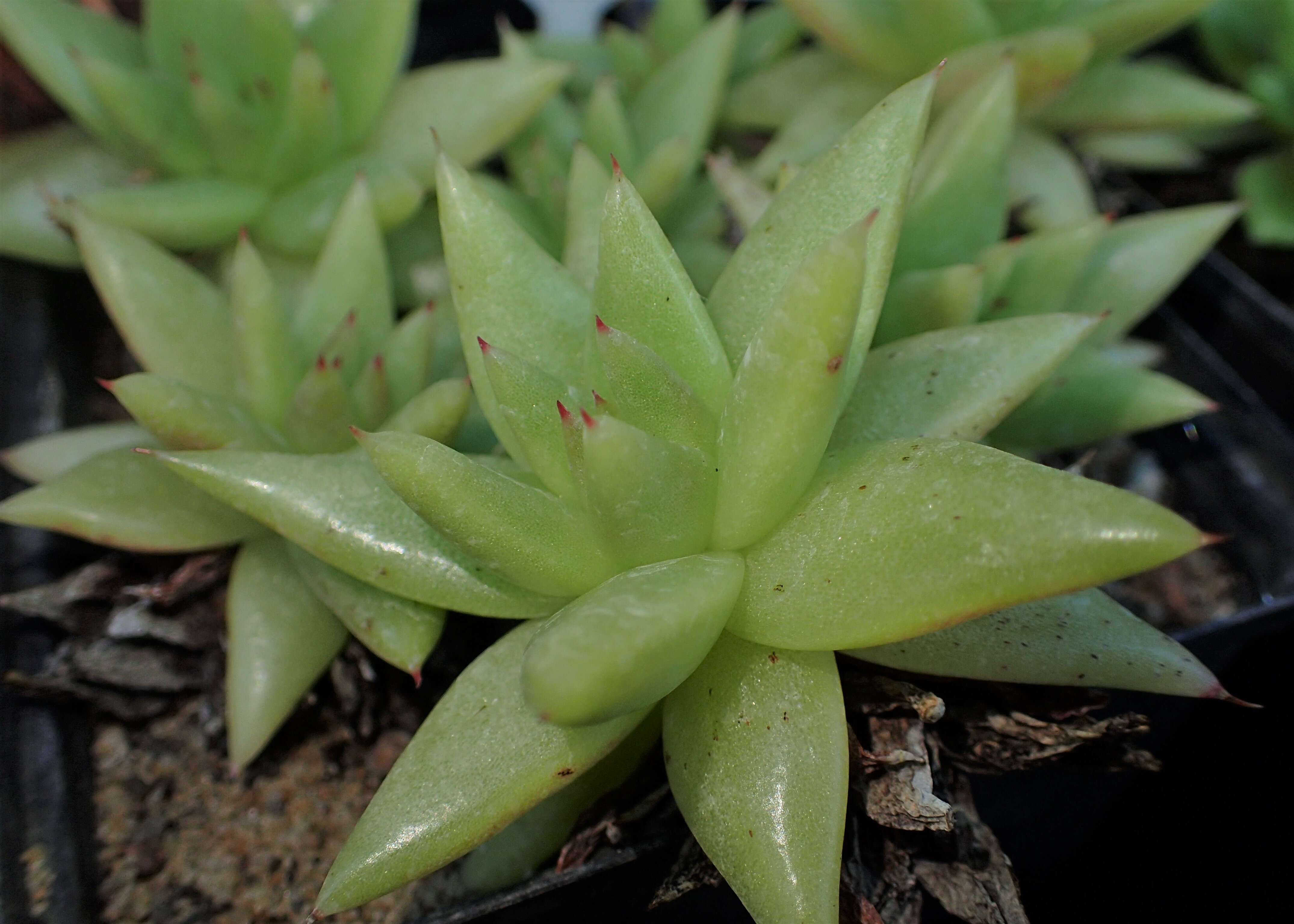 Image of Echeveria agavoides Lem.