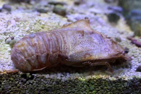 Image of Mediterranean Slipper Lobster