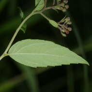 Image of Japanese meadowsweet