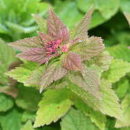 Image of Japanese meadowsweet