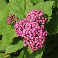 Image of Japanese meadowsweet